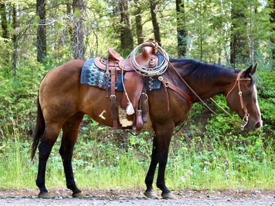 Dependable Bay Horse