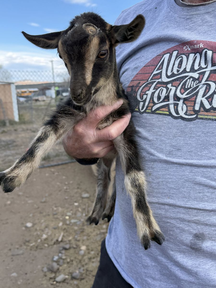 ADGA Nigerian dwarf doeling