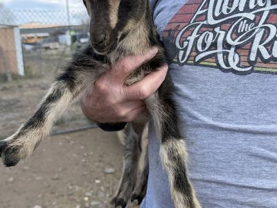 ADGA Nigerian dwarf doeling