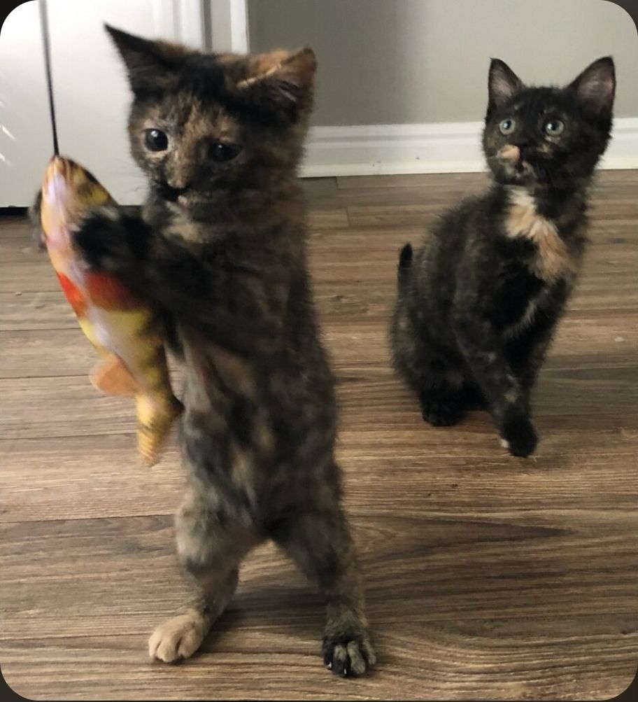 Kittens