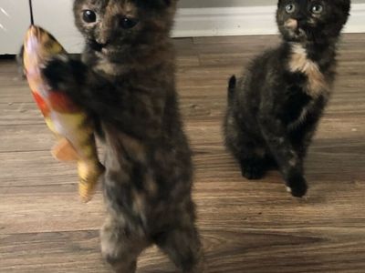Kittens