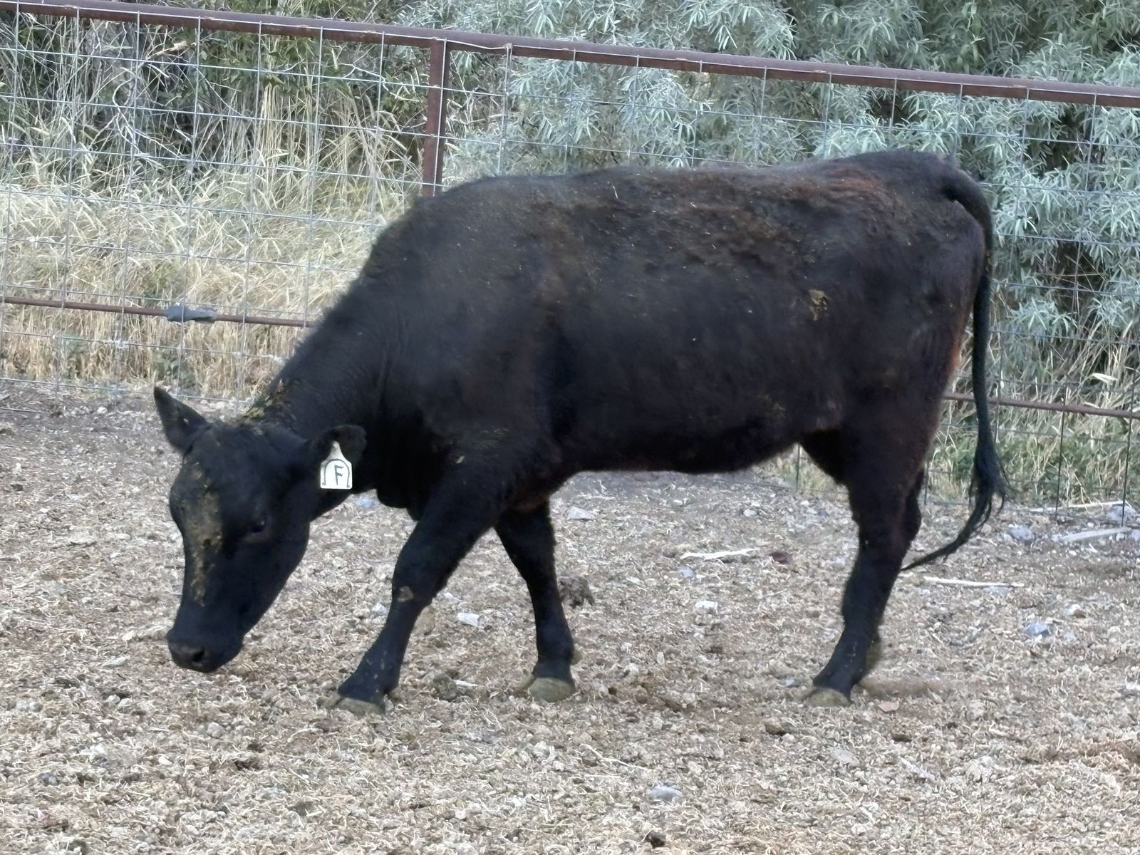 Bred heifer