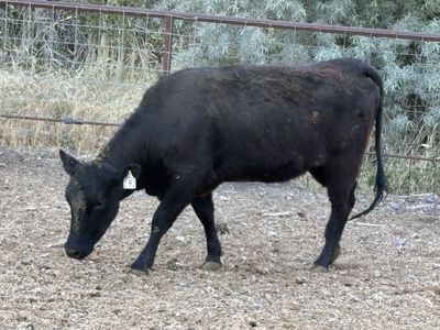 Bred heifer