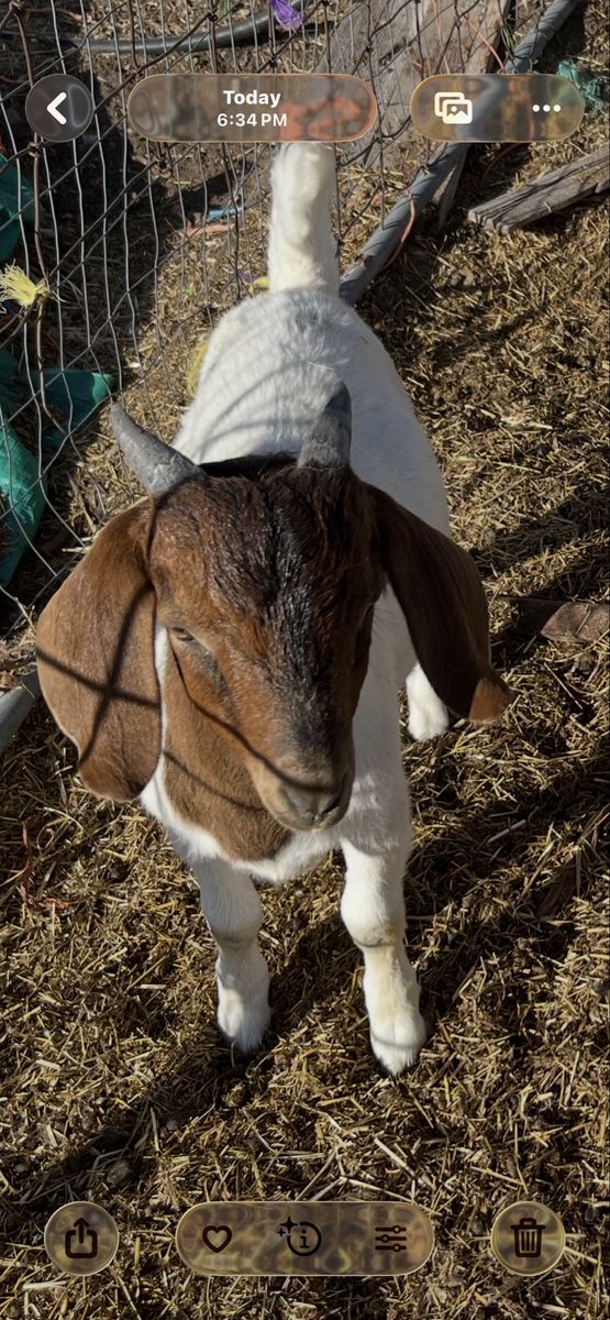 Boer buckling