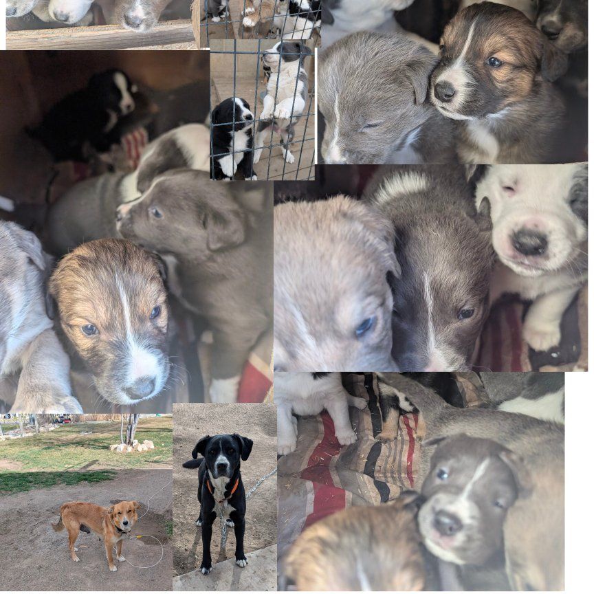 Adorable Mixed Breed Puppies – $50 (Good Homes a M