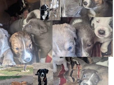 Adorable Mixed Breed Puppies – $50 (Good Homes a M