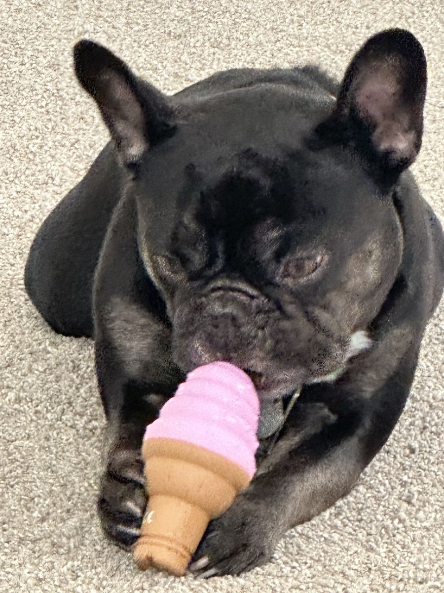 7 Yr Old French Bulldog