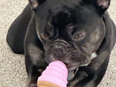 7 Yr Old French Bulldog