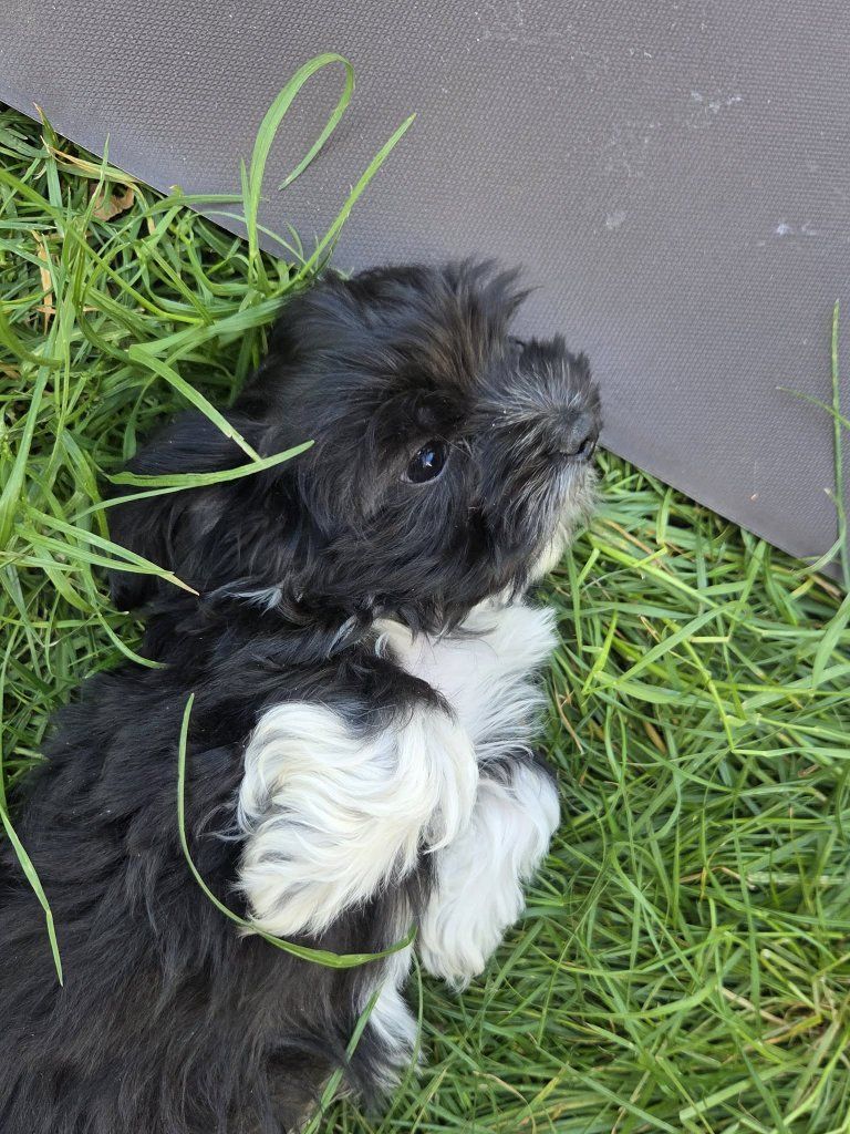 shih Tzu