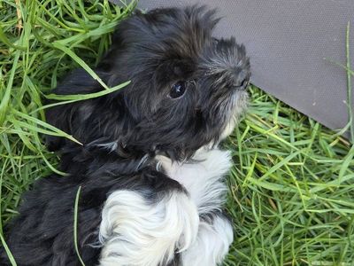 shih Tzu