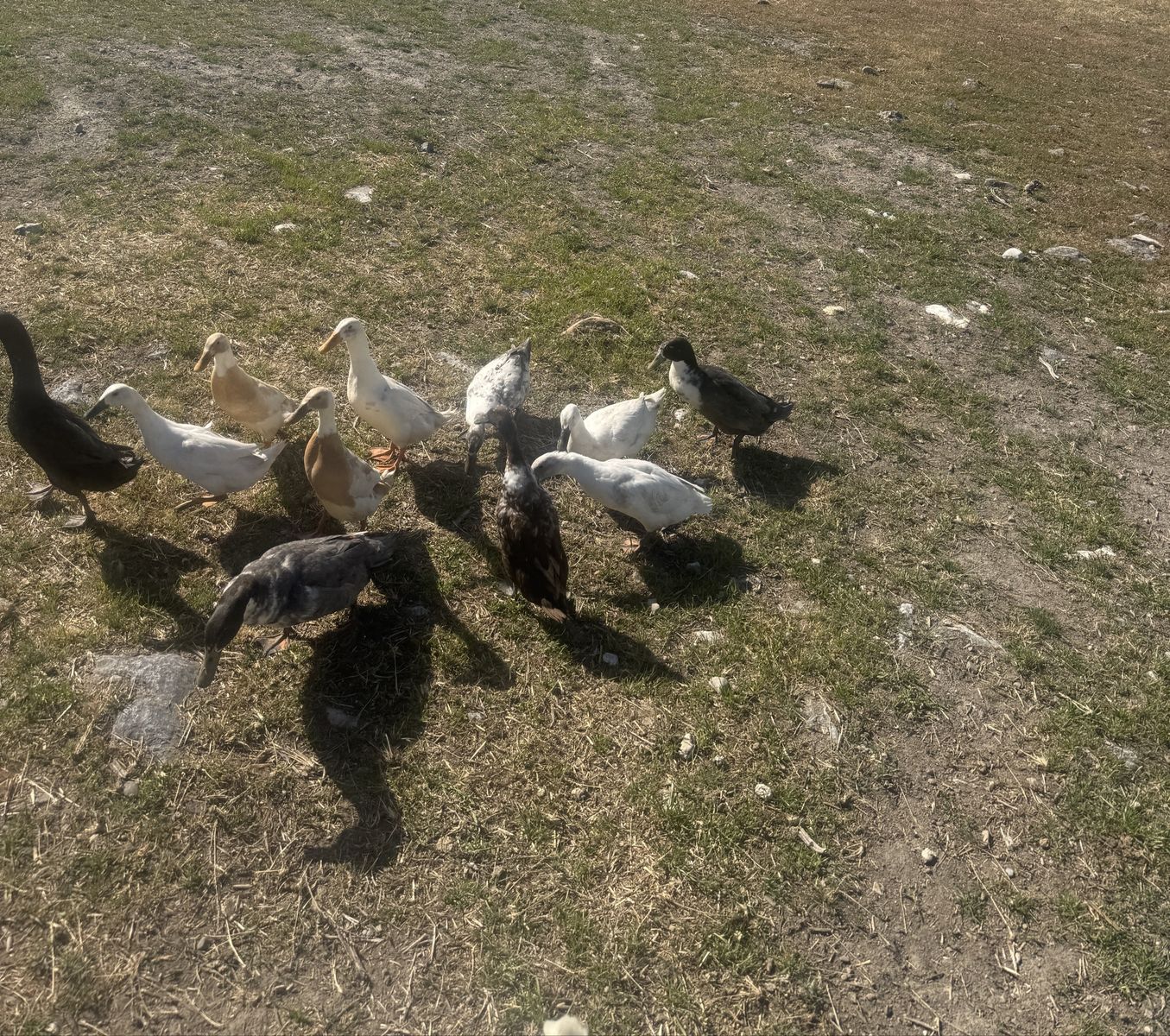 11 ducks