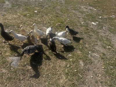 11 ducks