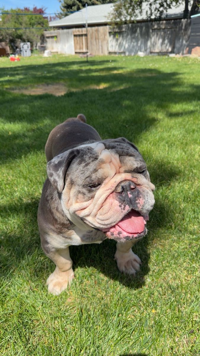 ENGLISH BULLDOG STUD