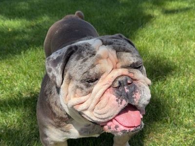 ENGLISH BULLDOG STUD