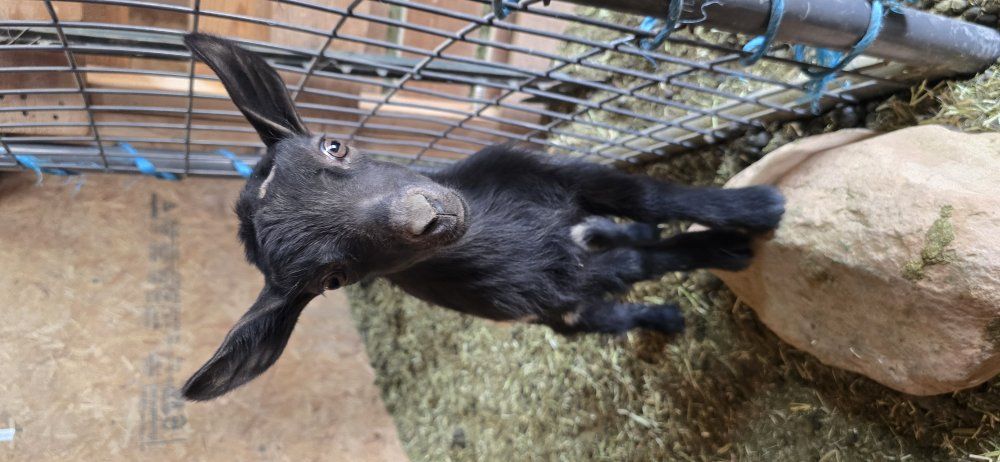 ADGA Nigerian dwarf doeling