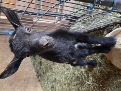 ADGA Nigerian dwarf doeling