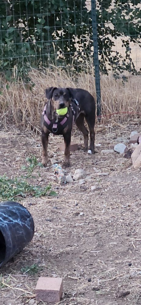 Looking to Rehome Cosmo