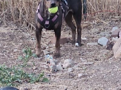 Looking to Rehome Cosmo