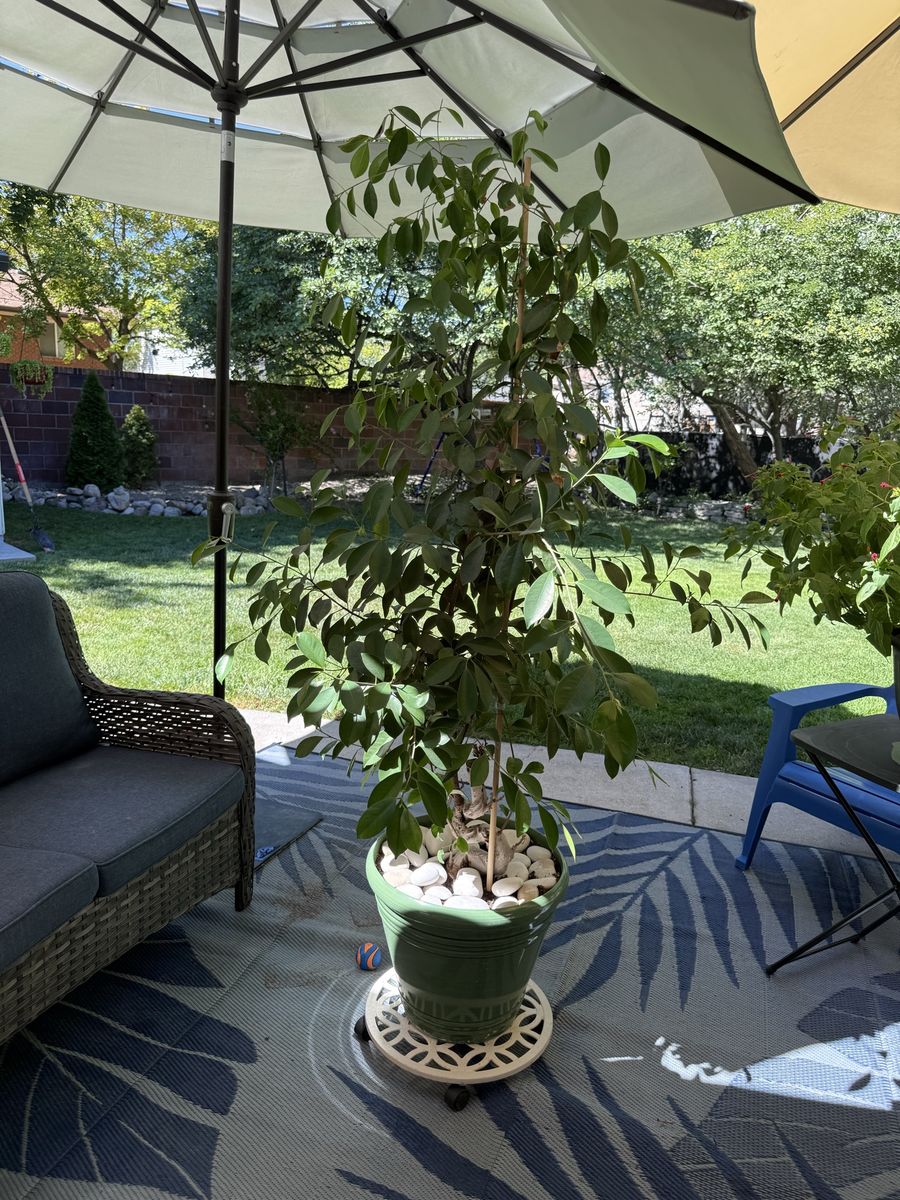 (Ficus Microcarpa) Tree in Green Pot with White Rocks