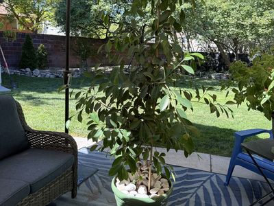 (Ficus Microcarpa) Tree in Green Pot with White Rocks