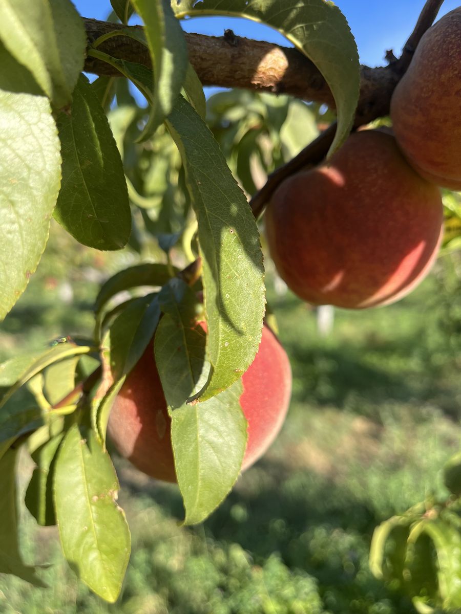 Pick your own Peaches