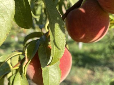 Pick your own Peaches