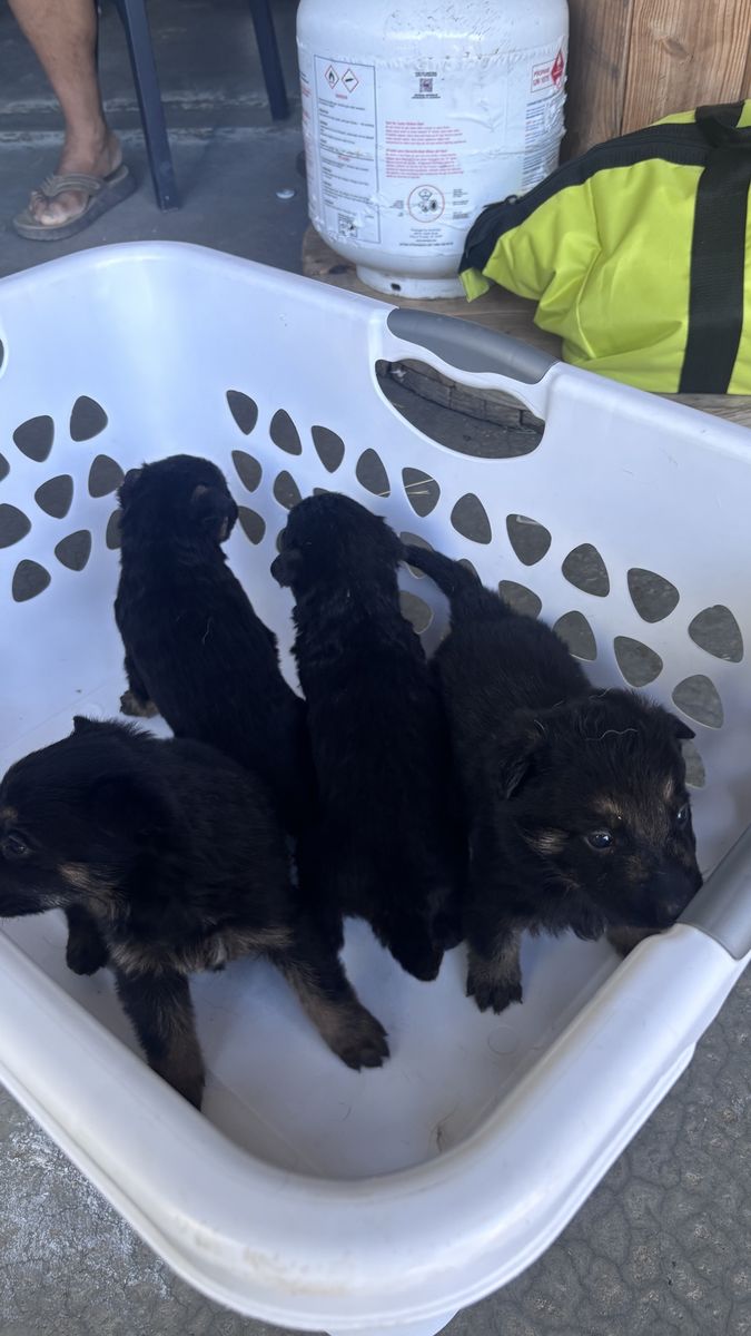German Shepherd Puppies - Three Adorable Pups Ready for a New Home