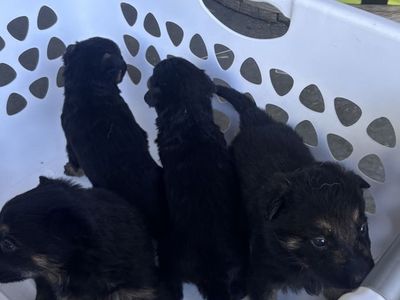 German Shepherd Puppies - Three Adorable Pups Ready for a New Home
