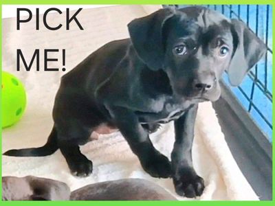 (4) TINY Cutest Weimaraner/ Aussie Blend Puppies