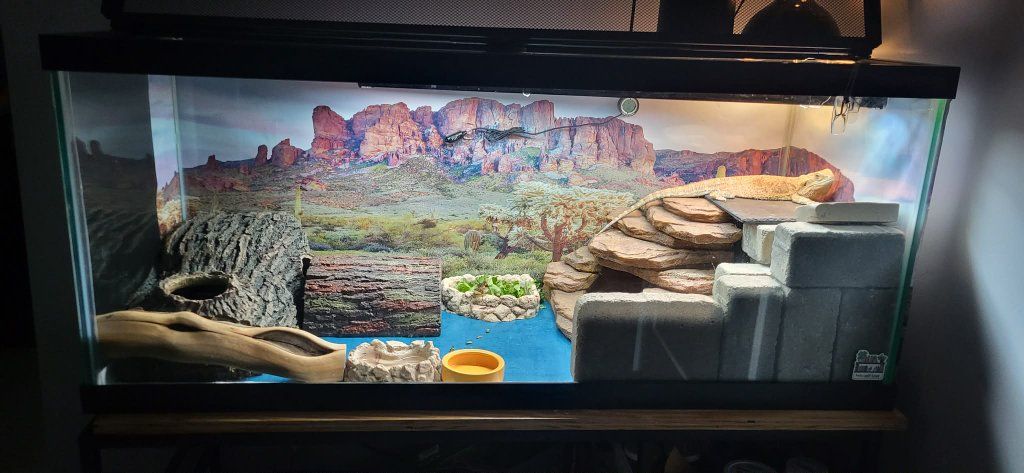 Bearded Dragon 75 gallon tank