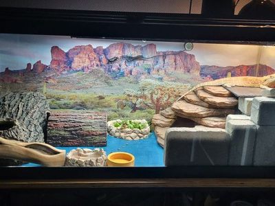 Bearded Dragon 75 gallon tank