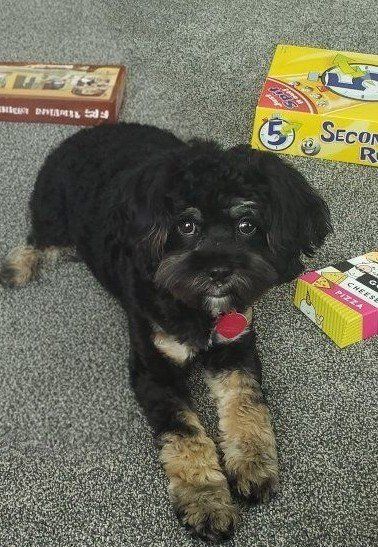 2 year old Cockapoo