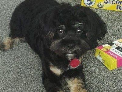 2 year old Cockapoo