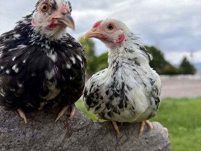 Kikiriki pair