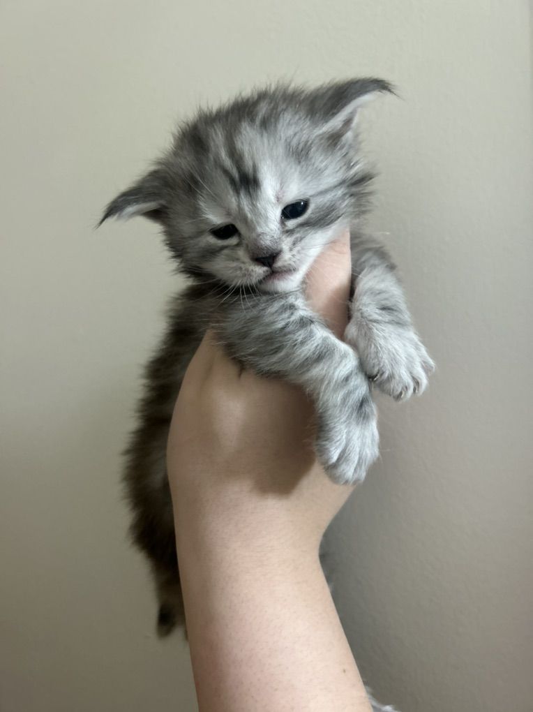 European Maine Coon Kitten