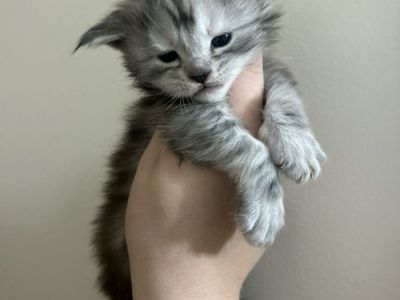 European Maine Coon Kitten