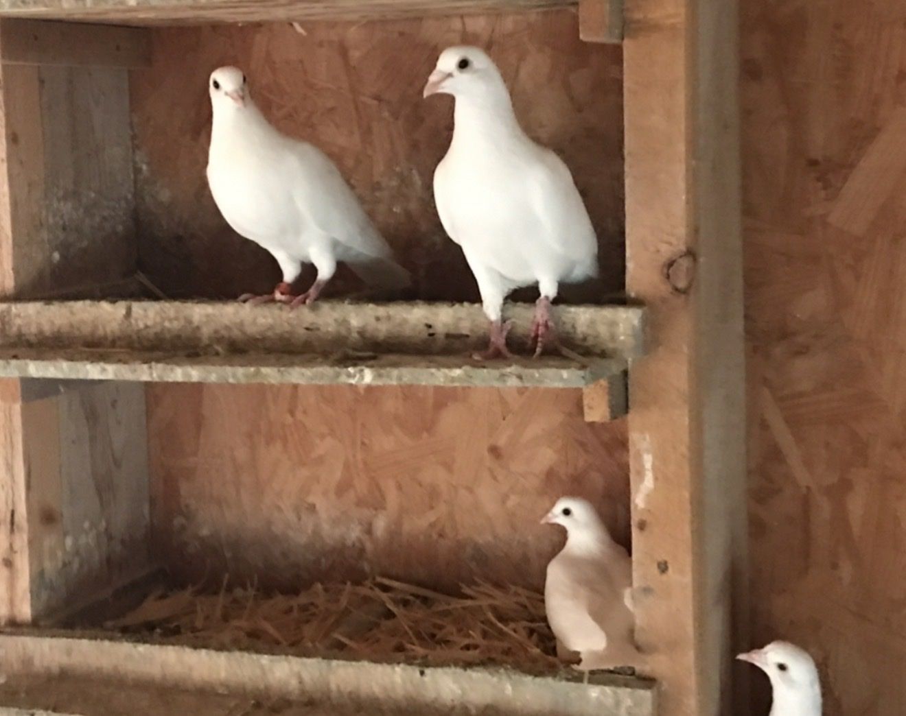 White homing pigeons and some rollers