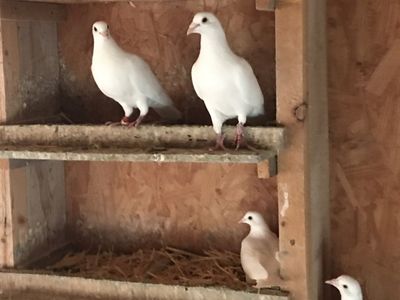 White homing pigeons and some rollers