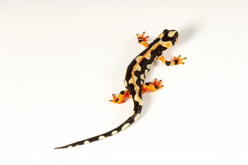 Yellow Spotted Newts Neurergus crocatus