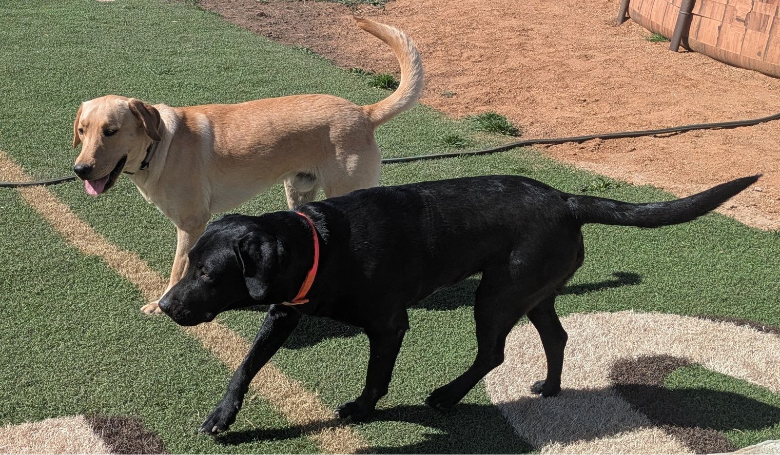 AKC American Labrador Retriever Puppies – Exceptional Colors & Temperaments