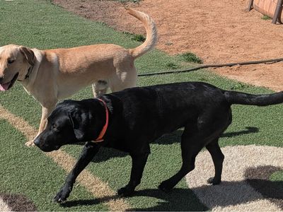 AKC American Labrador Retriever Puppies – Exceptional Colors & Temperaments