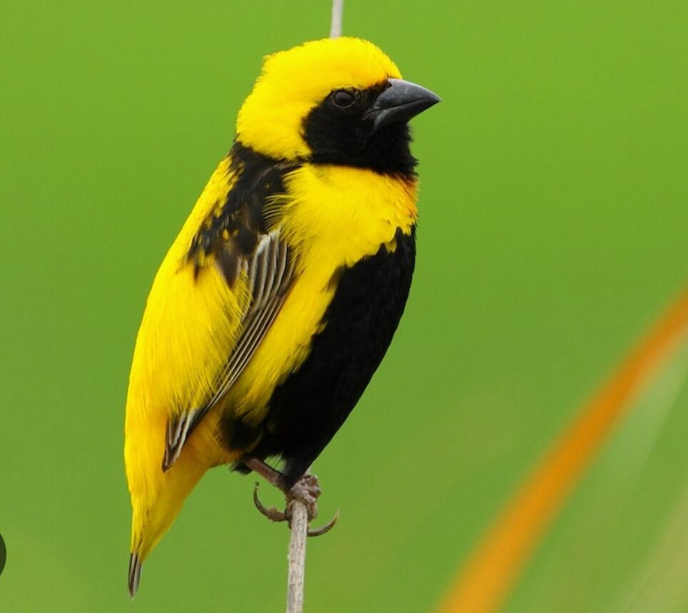 Uncolored Yellow, Bishop Weavers Not Only $50 Each
