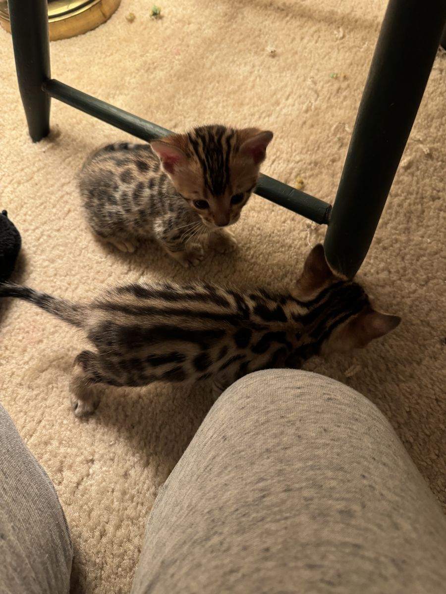 Bengal Kittens 8 Weeks Old