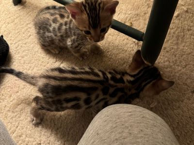 Bengal Kittens 8 Weeks Old
