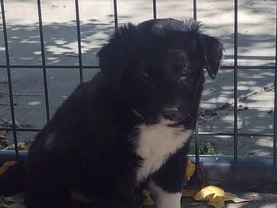 Austrian Shephard/Border Collie mix puppies