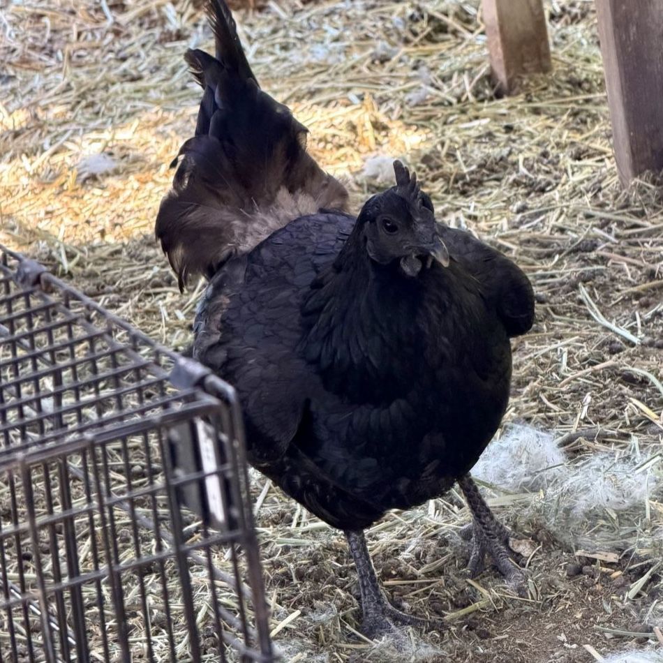 Mystic Onyx Laying Hen