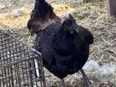 Mystic Onyx Laying Hen