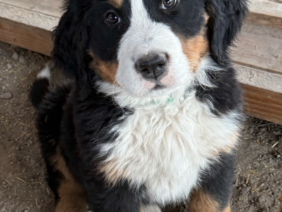 AKC BERNESE MOUNTAIN DOG PUPPIES