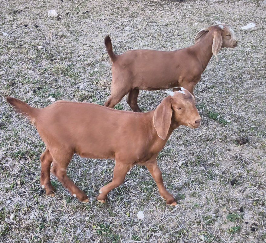 Two nubian Boer cross dolings for sale.