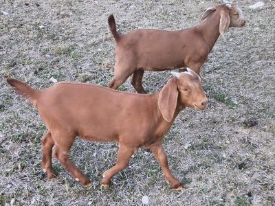 Two nubian Boer cross dolings for sale.